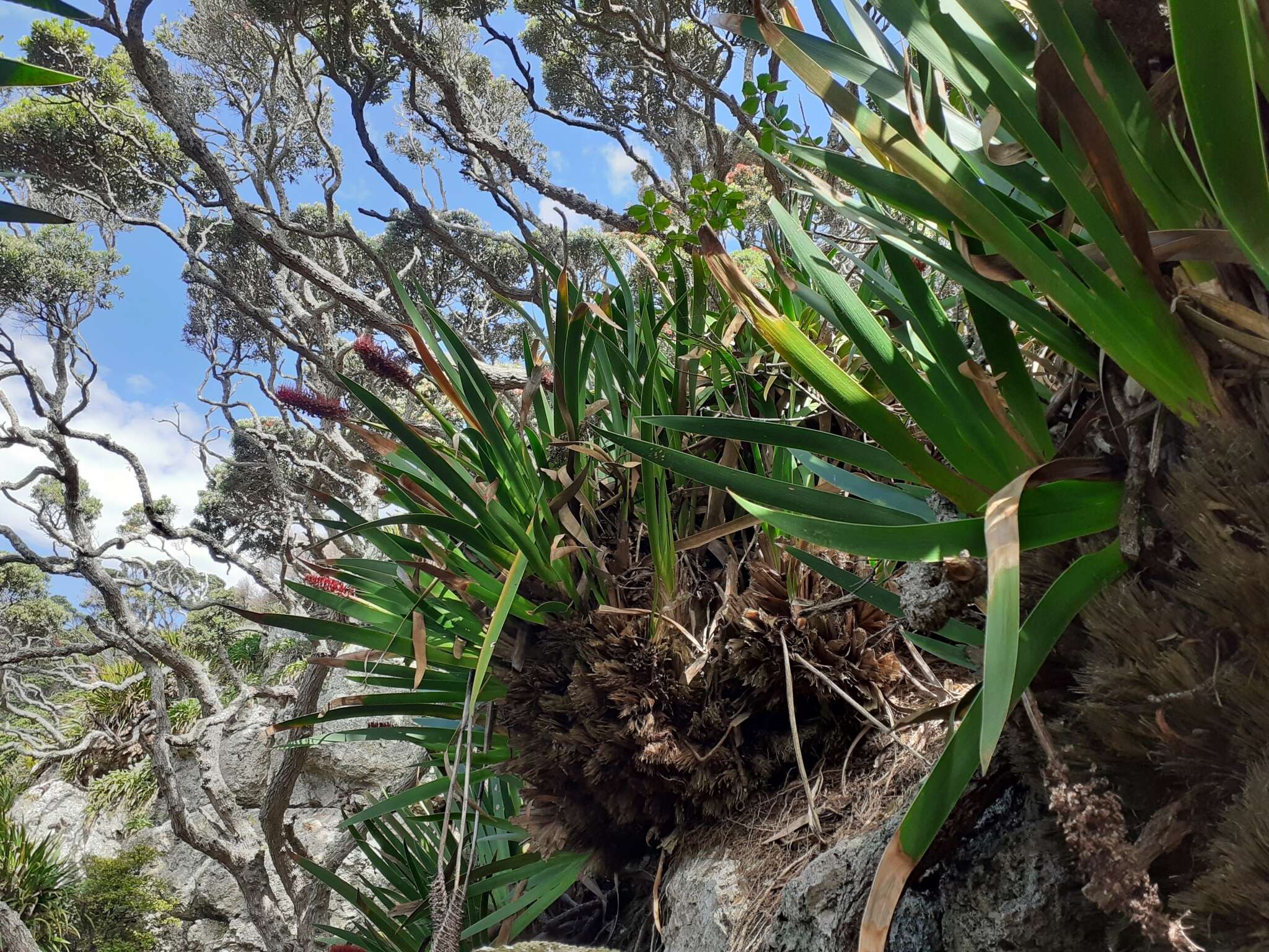 Image of Xeronemataceae