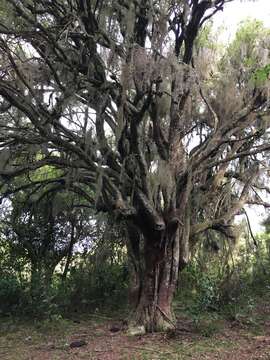 Imagem de Scutia buxifolia Reiss.