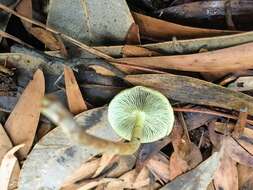 Image of Hypholoma australianum Redhead 2014