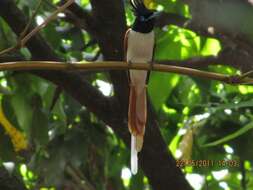 Image of Asian Paradise-Flycatcher