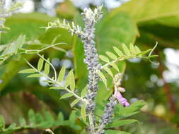 Image of Aphis (Aphis) craccae Linnaeus 1758