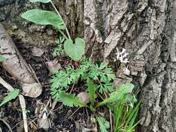 Image of Corydalis glaucescens Regel