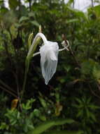 Image of Curcuma scaposa (Nimmo)