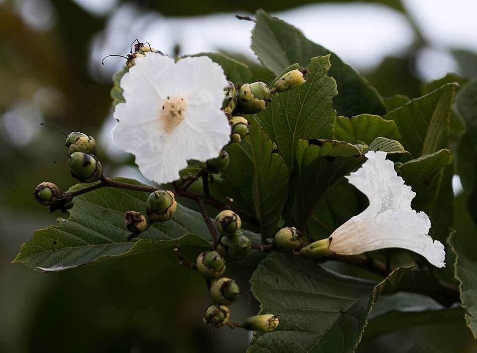 Image of Cordia superba Cham.