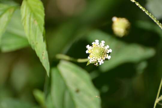 صورة Lippia dulcis Trevir.