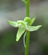 Image of Platanthera florentii Franch. & Sav.