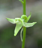 Слика од Platanthera florentii Franch. & Sav.