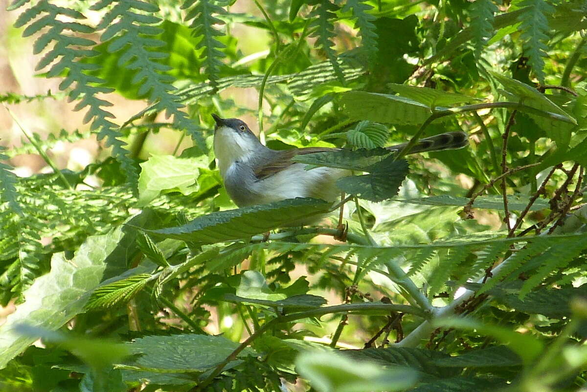 Image of Prinia hodgsonii albogularis Walden 1870