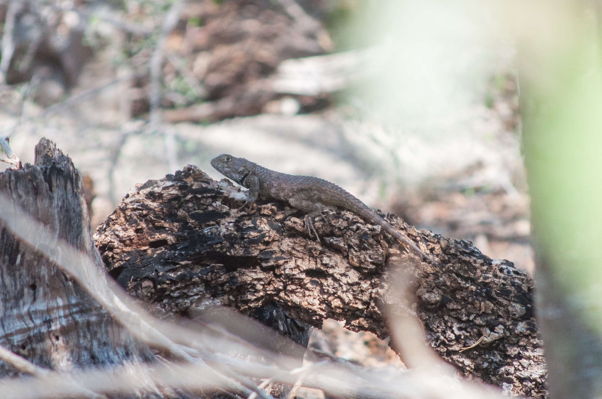 Image of Hunsaker's Spiny Lizard