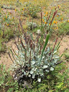 Imagem de Eriogonum nudum var. indictum (Jeps.) Reveal