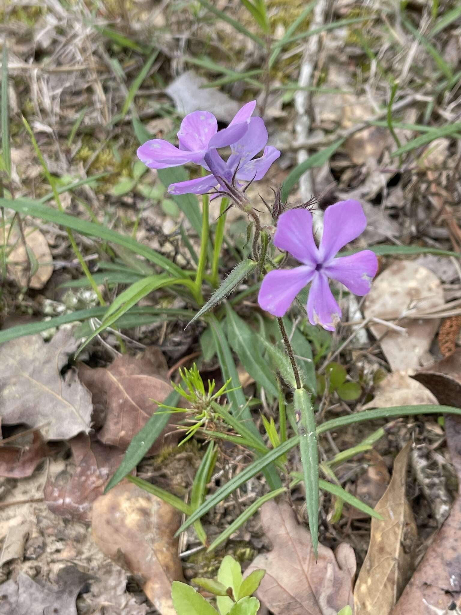 Sivun Phlox pilosa subsp. pilosa kuva