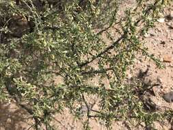 Image of Arizona desert-thorn