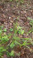 Imagem de Luzula luzuloides subsp. luzuloides