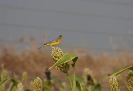 Image of Brown-headed Bunting