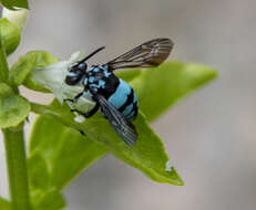 Image of Thyreus novaehollandiae (Lepeletier 1841)