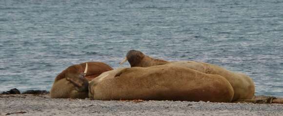 Image of walrus