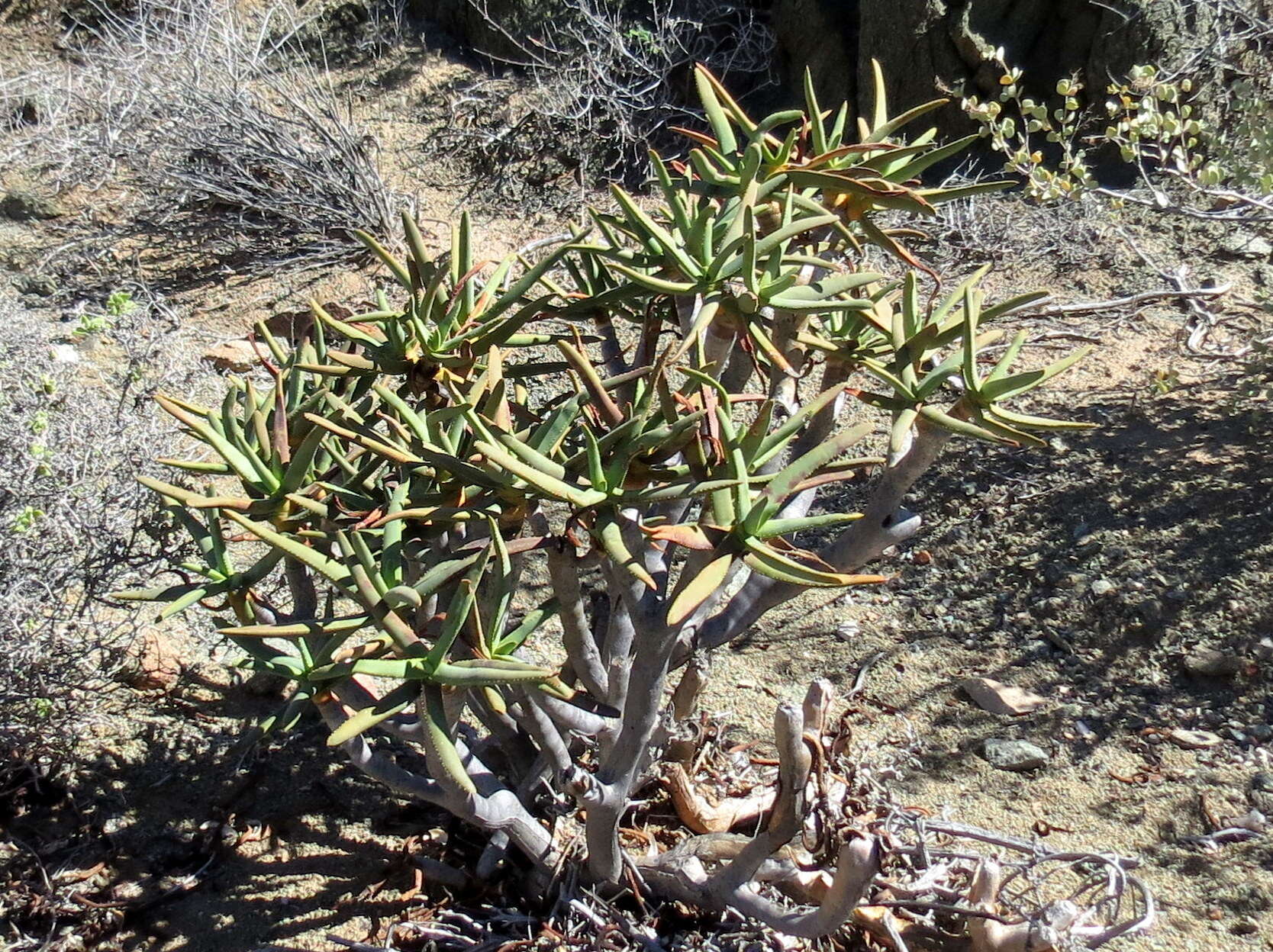 Sivun Aloidendron ramosissimum (Pillans) Klopper & Gideon F. Sm. kuva