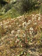 Eremothera boothii subsp. decorticans (Hook. & Arn.) W. L. Wagner & Hoch resmi