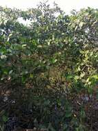 Image of red mangrove