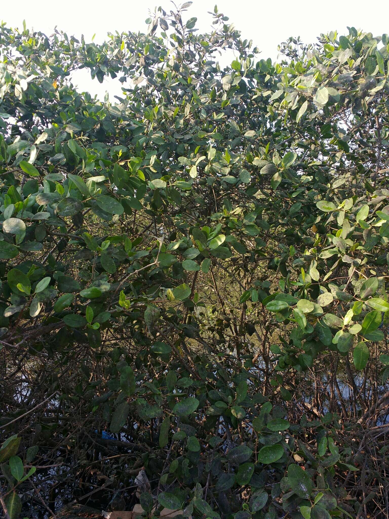 Image of red mangrove