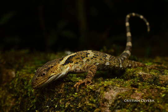 Image of Xenosaurus tzacualtipantecus Woolrich-piña & Smith 2012