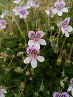 Sivun Erodium glandulosum (Cav.) Willd. kuva