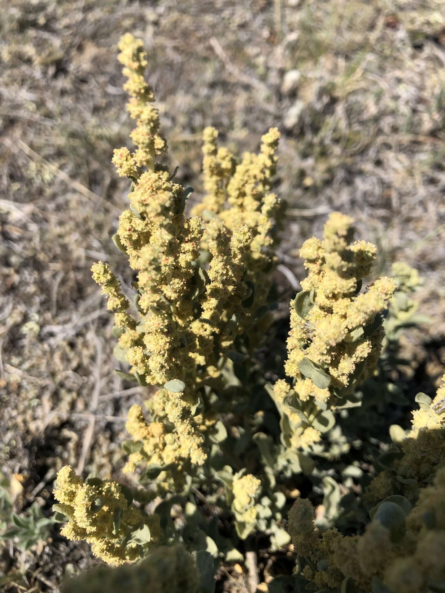 Image of Gardner's saltbush