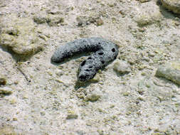 Image of Black sea cucumber