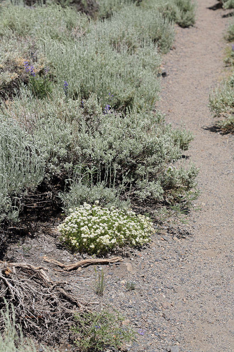 Image of Sierra linanthus