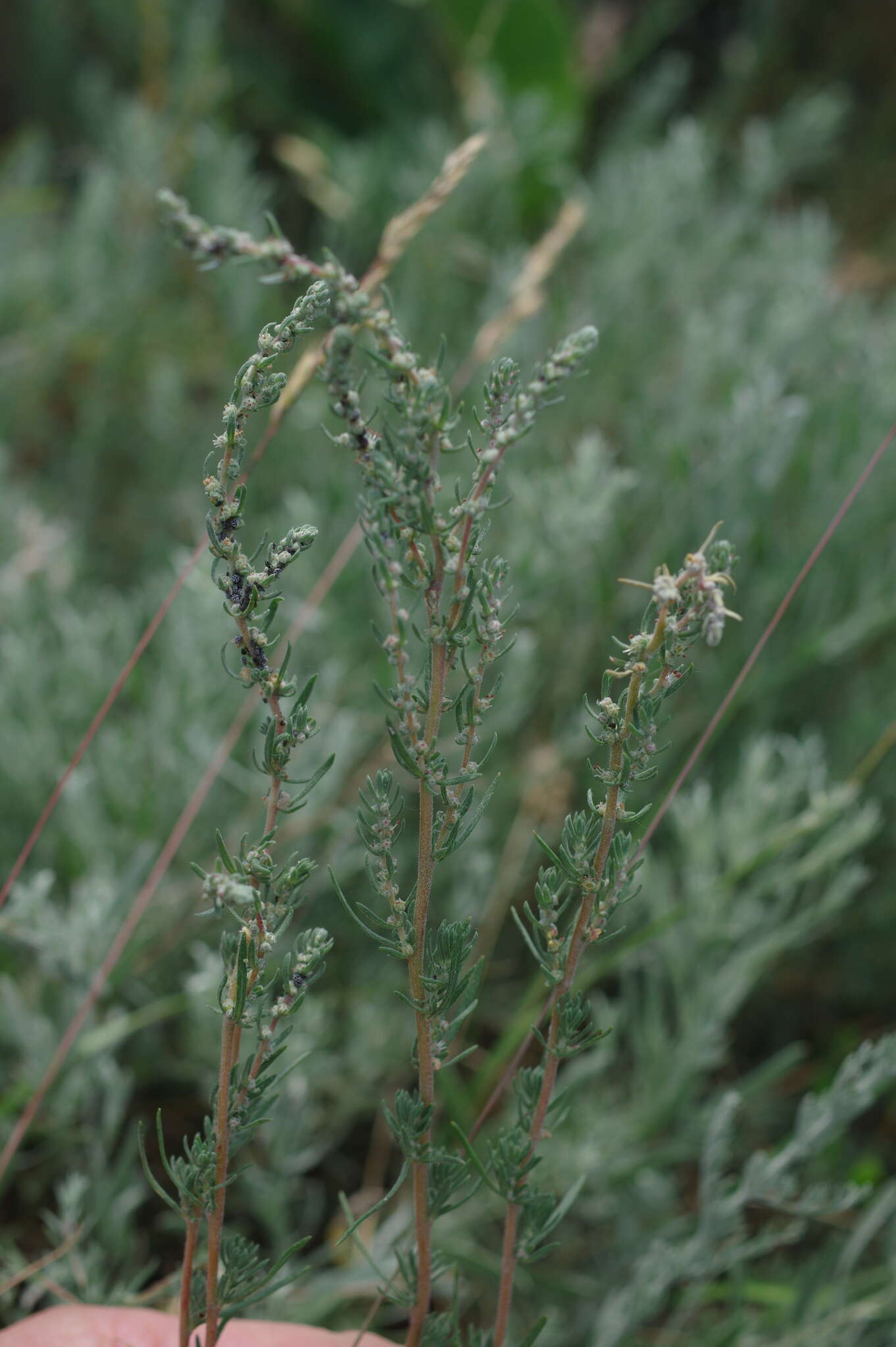 Image of forage kochia