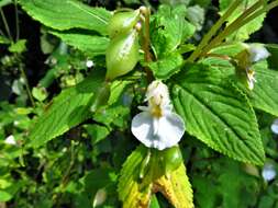 Impatiens burtonii Hook. fil. resmi