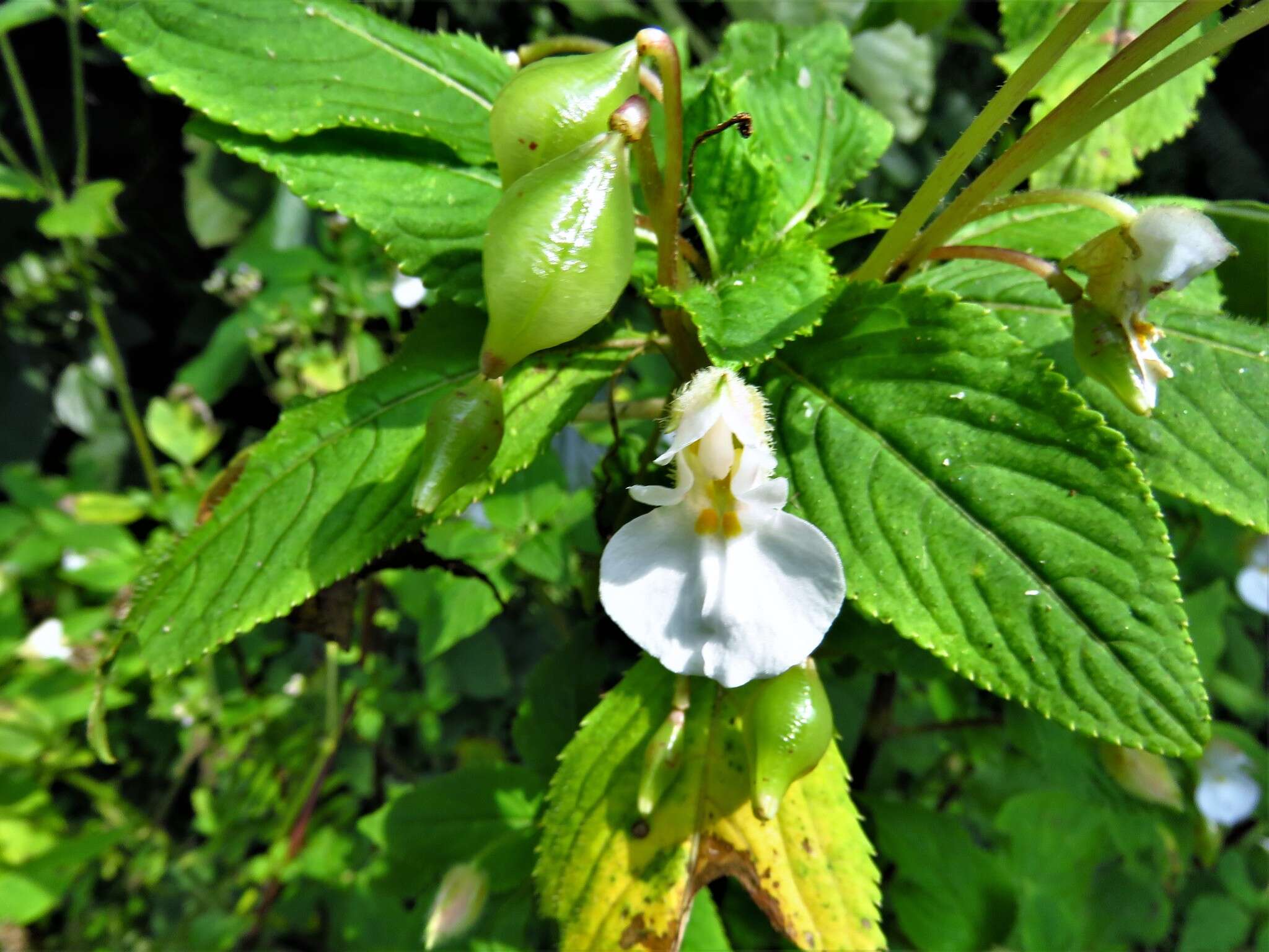 Impatiens burtonii Hook. fil. resmi