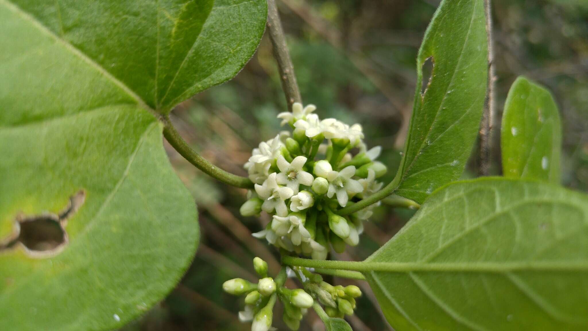 صورة Marsdenia coulteri Hemsl.