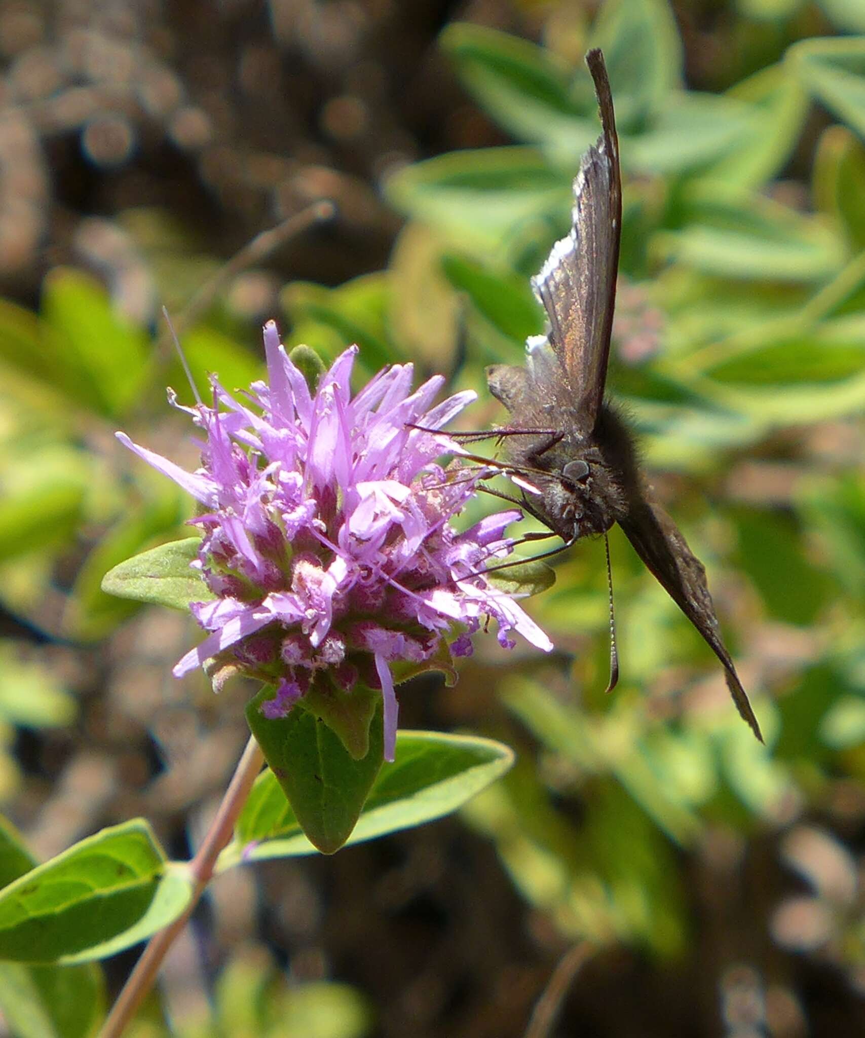 Image of Mournful Duskywing