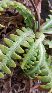 Image of Sonchus ustulatus subsp. ustulatus