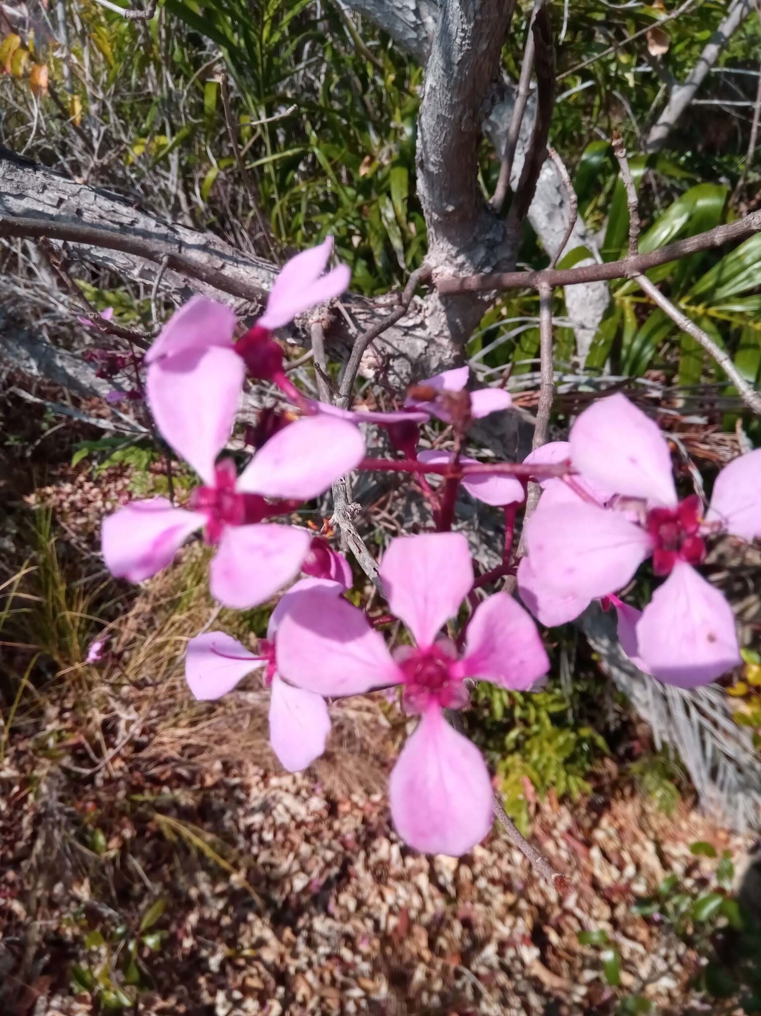 Image of Dichaetanthera crassinodis Baker