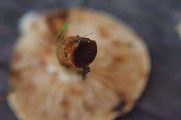 Image of Pholiota lucifera (Lasch) Quél. 1872