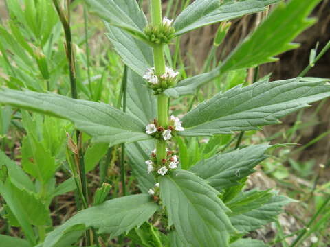 Image of rough bugleweed