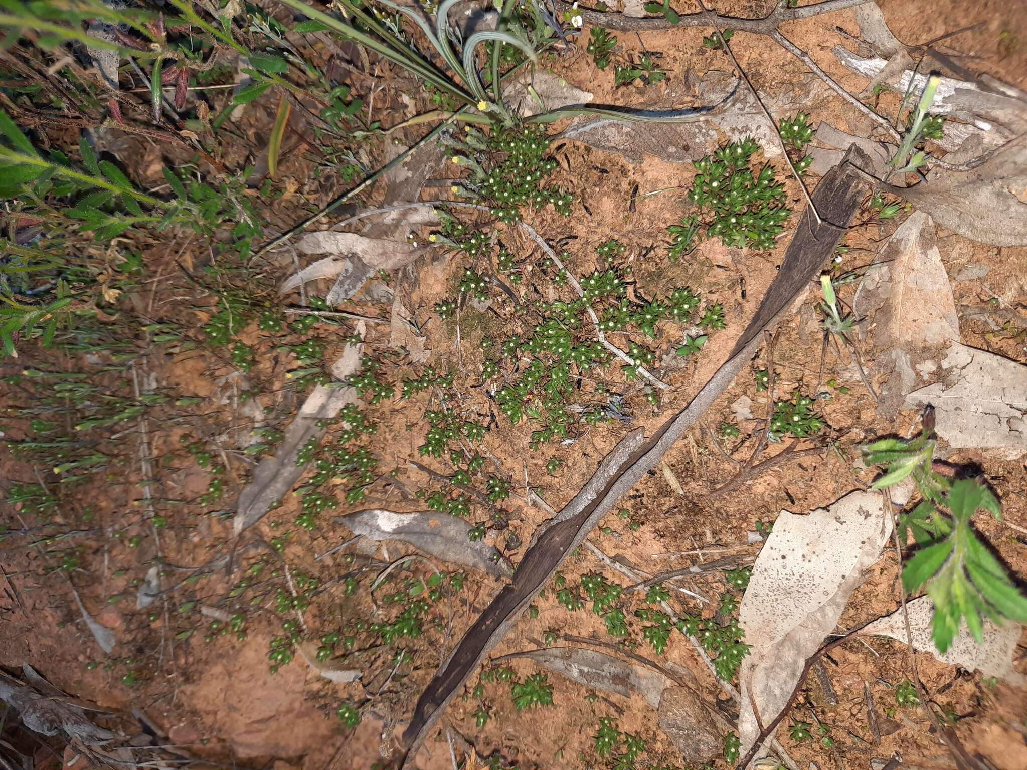 Image of Hyalosperma demissum (A. Gray) P. G. Wilson