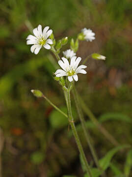 Imagem de Cerastium furcatum Cham. & Schltdl.