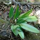 Image of Acianthera hartwegiifolia (H. Wendl. & Kraenzl.) Solano & Soto Arenas