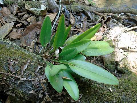 Imagem de Acianthera hartwegiifolia (H. Wendl. & Kraenzl.) Solano & Soto Arenas