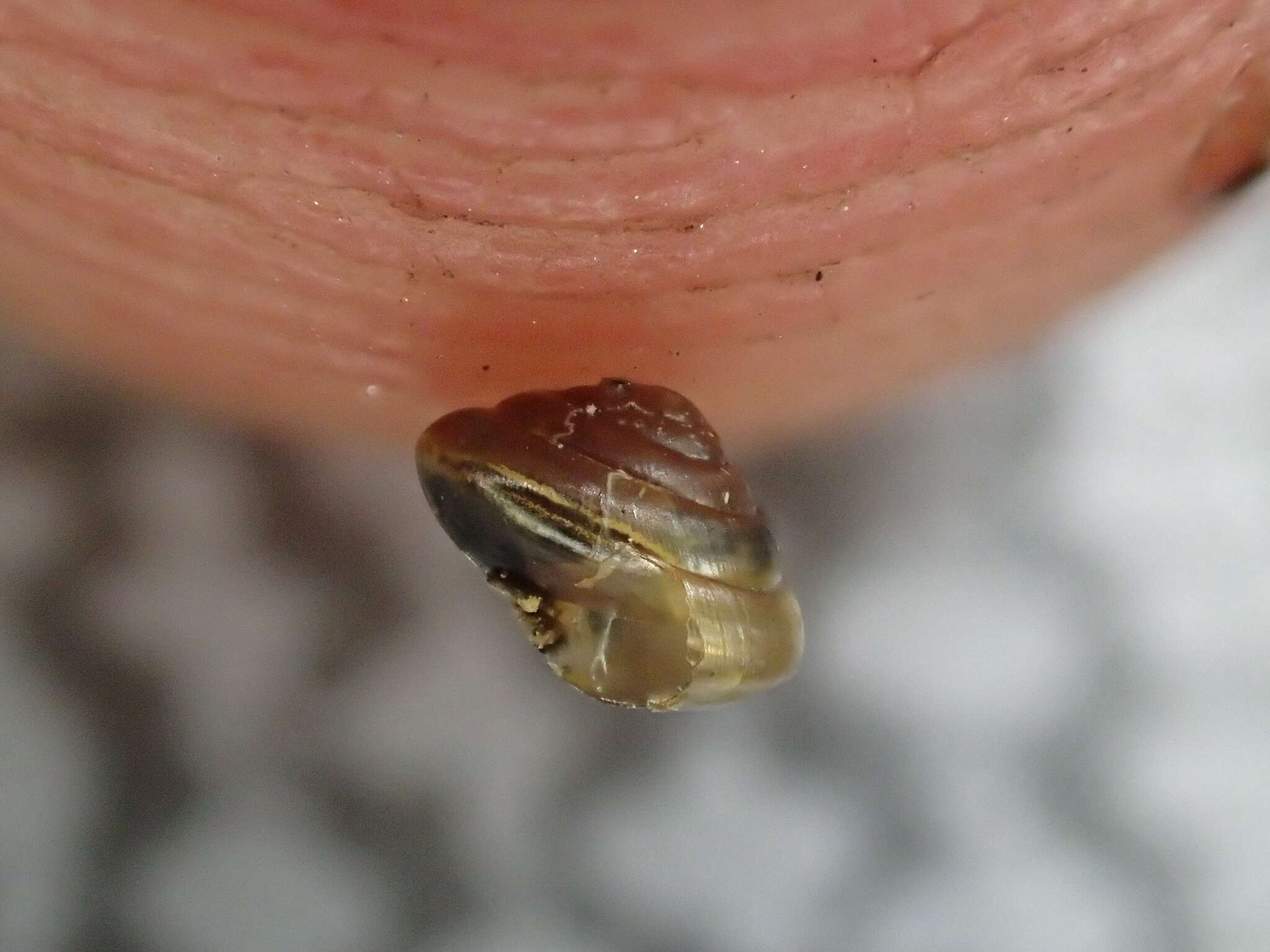 Image of Tawny Glass Snail