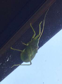 Image of western true katydids