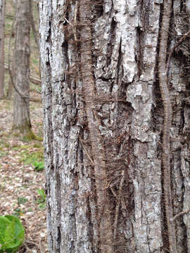 Image of eastern poison ivy