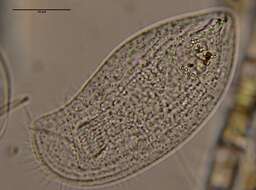 Image de Pseudochilodonopsis piscatoris (Blochmann 1895) Foissner 1979