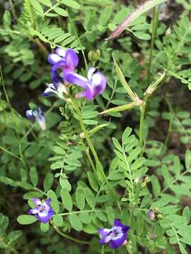 Sivun Astragalus leptocarpus Torr. & A. Gray kuva