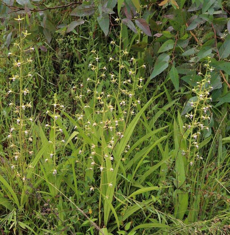 Image of Eulophia plantaginea (Thouars) Rolfe ex Hochr.