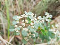 Image of Cryptandra parvifolia (Hook.) Hook. fil.