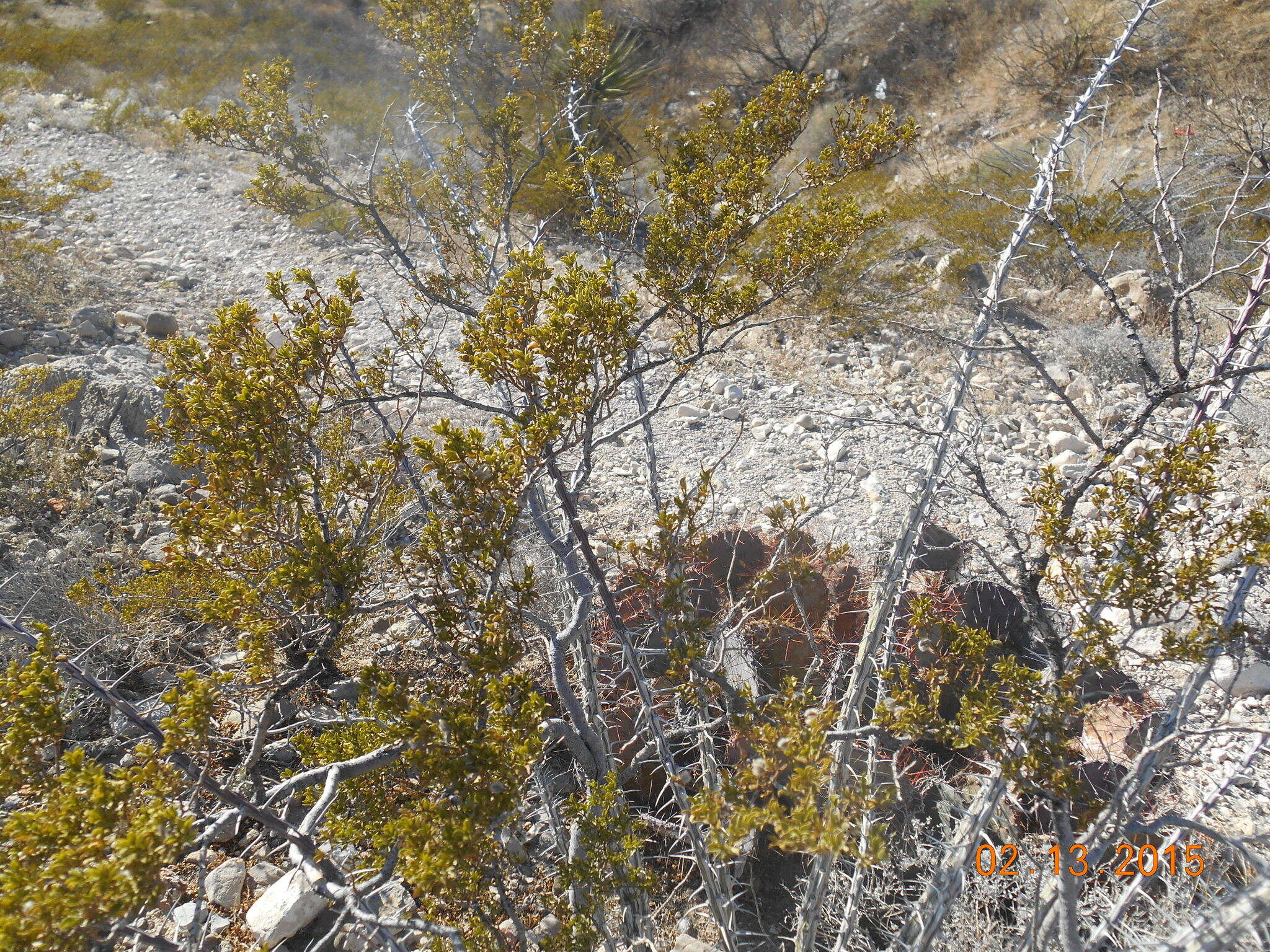 Image de Larrea tridentata (Sesse & Moc. ex DC.) Coult.